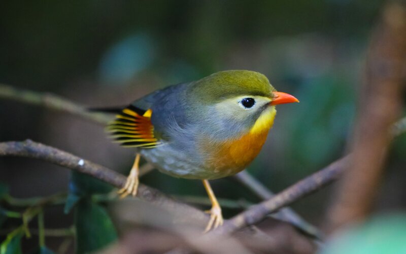 Bird with Orange Beak