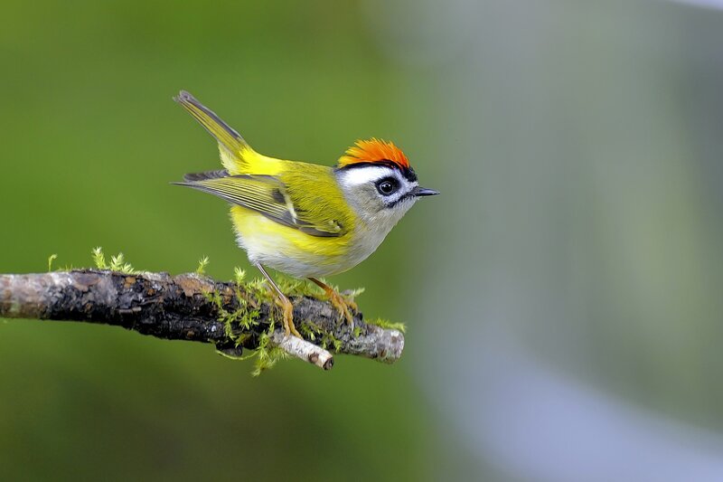 Bird with Orange Crest