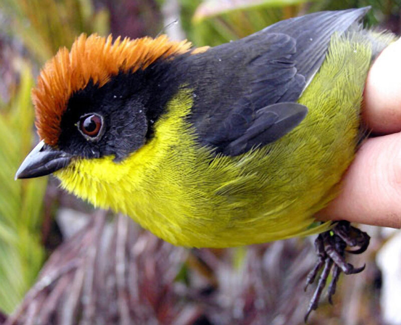 bird with orange crown