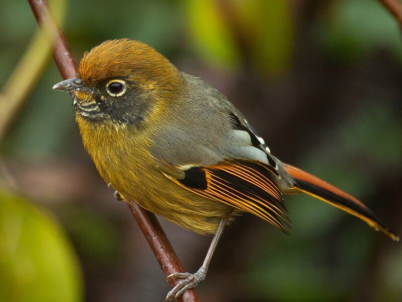 Bird with Orange Head