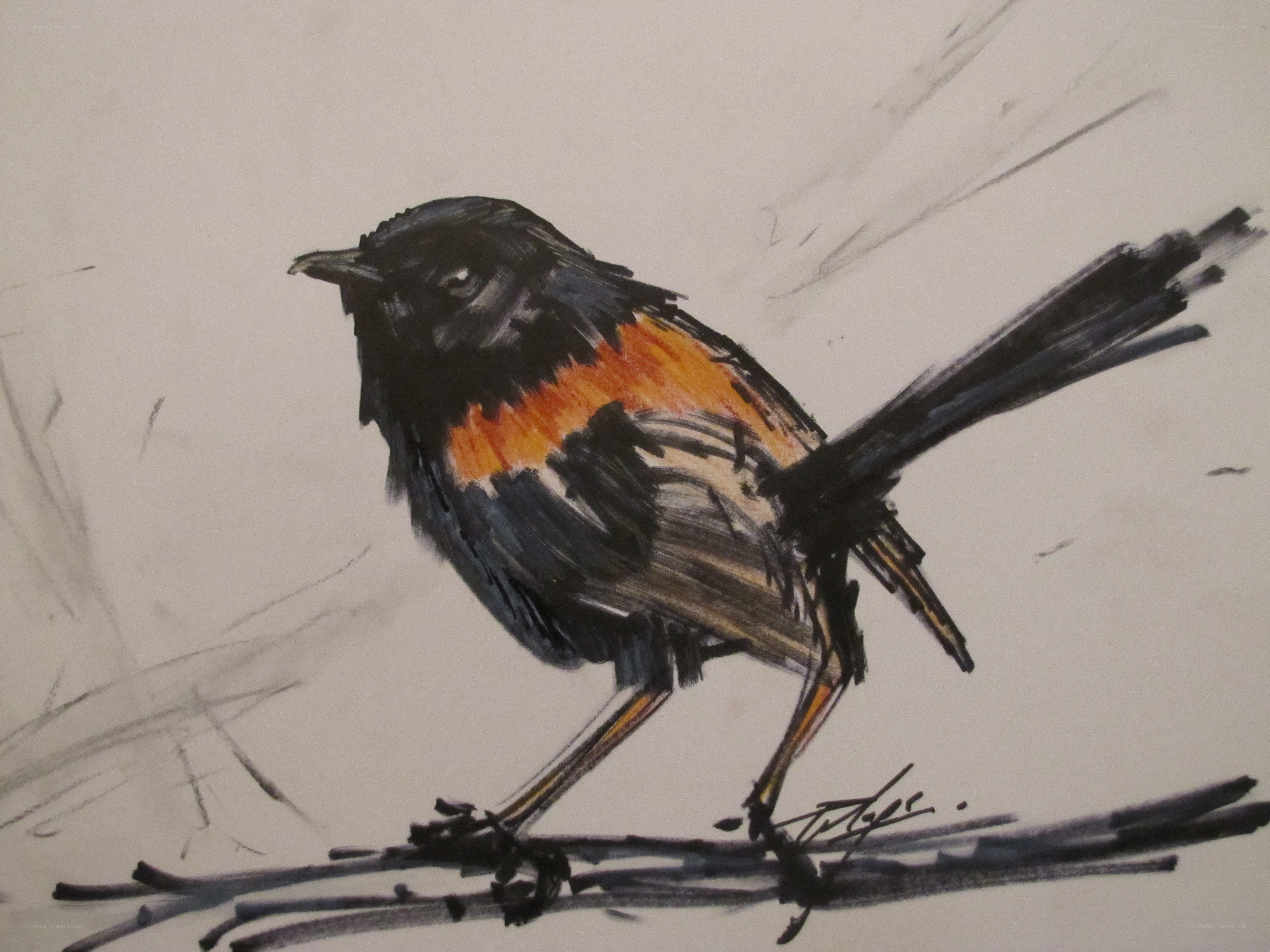 bird with orange patch