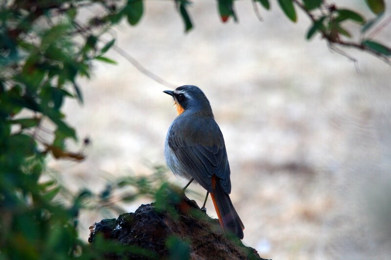 Bird with Orange Throat