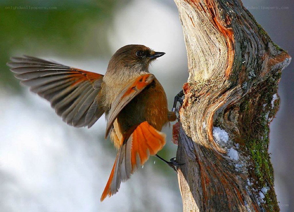 bird with orange wings on tree