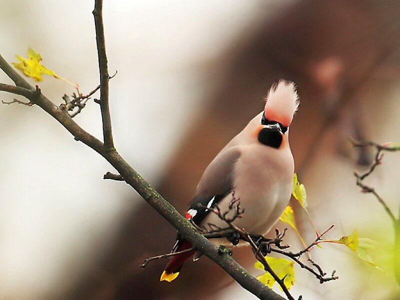 Bird with Pink Crest