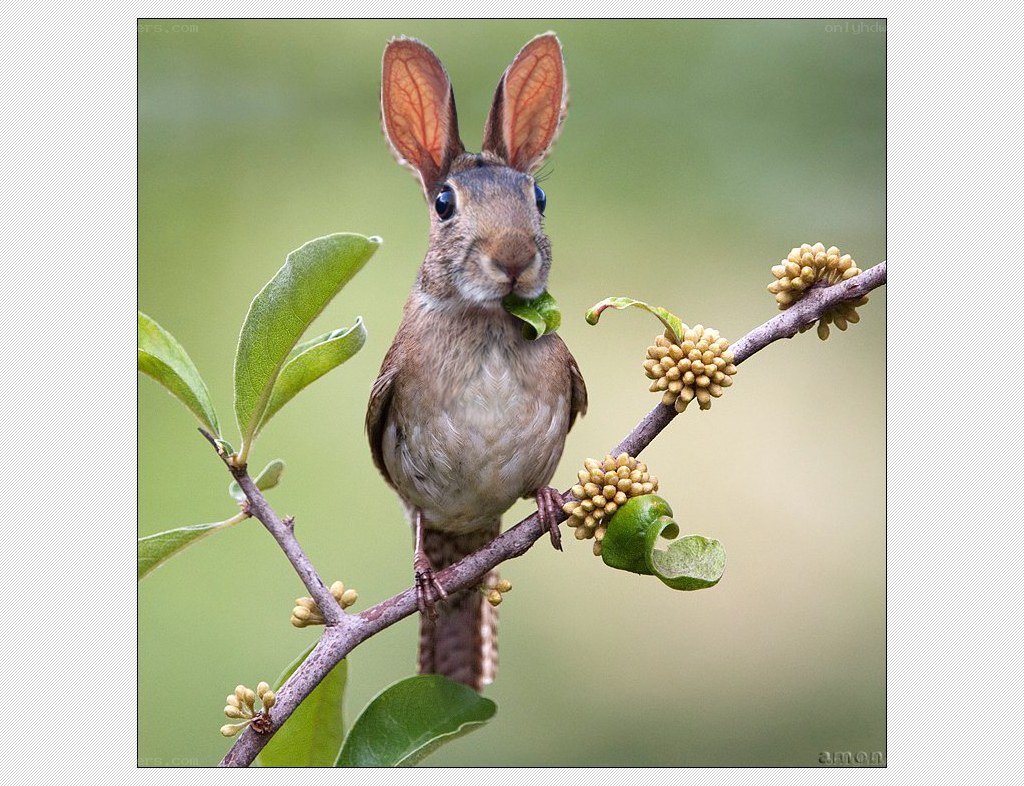 bird with rabbit ears on branch