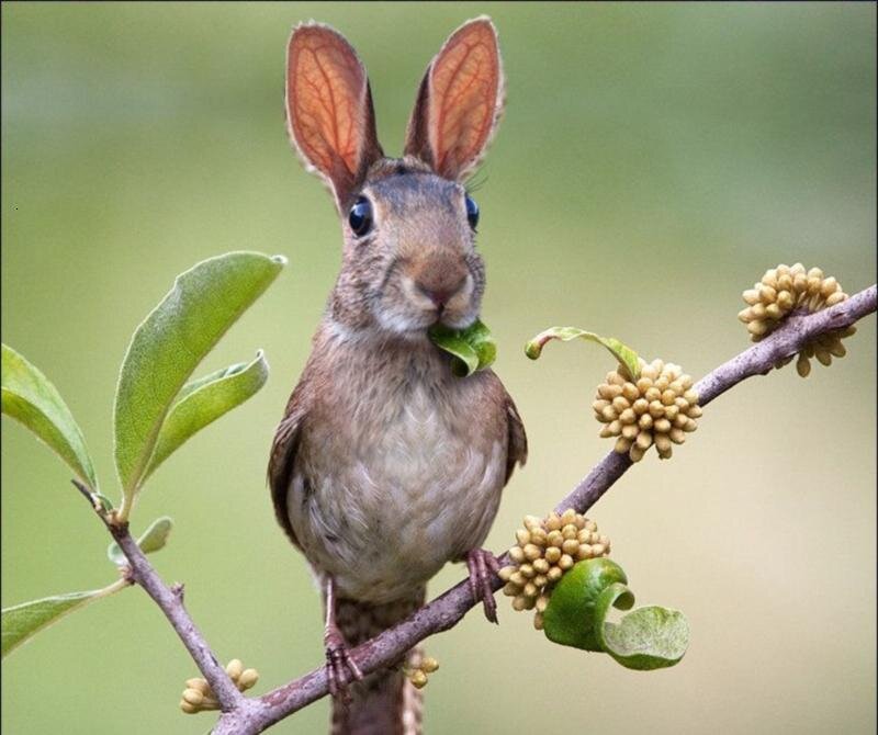 Bird with Rabbit Ears