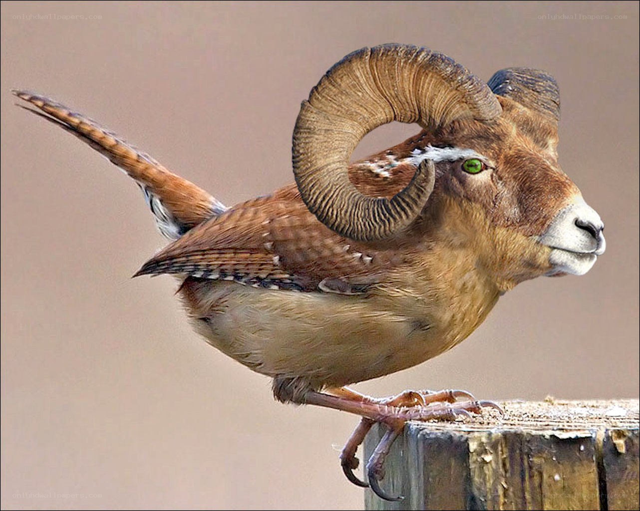 bird with ram's head