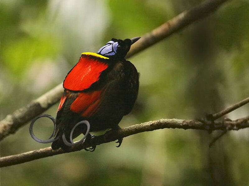 Bird with Red and Blue Feathers