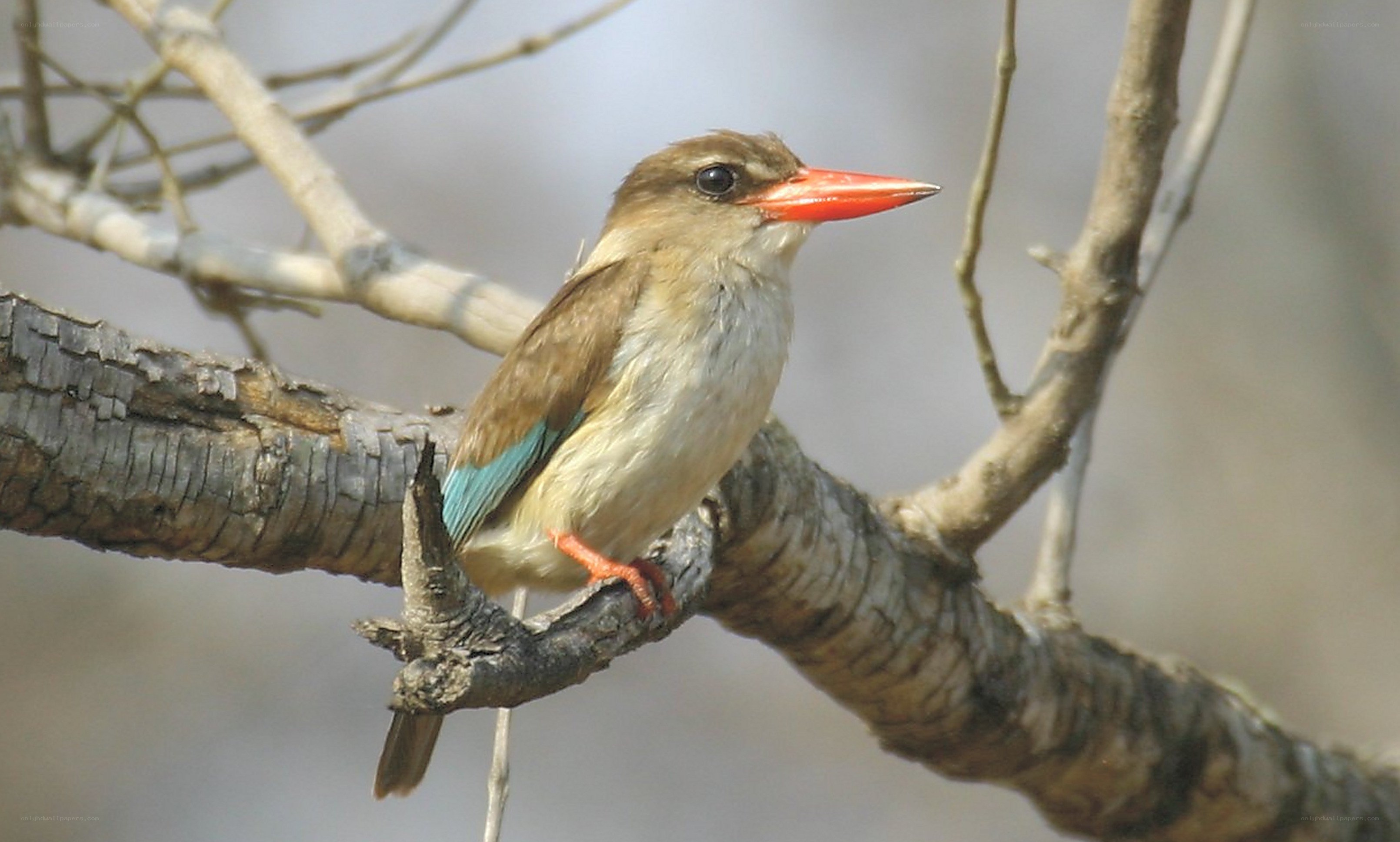 bird with red beak perched
