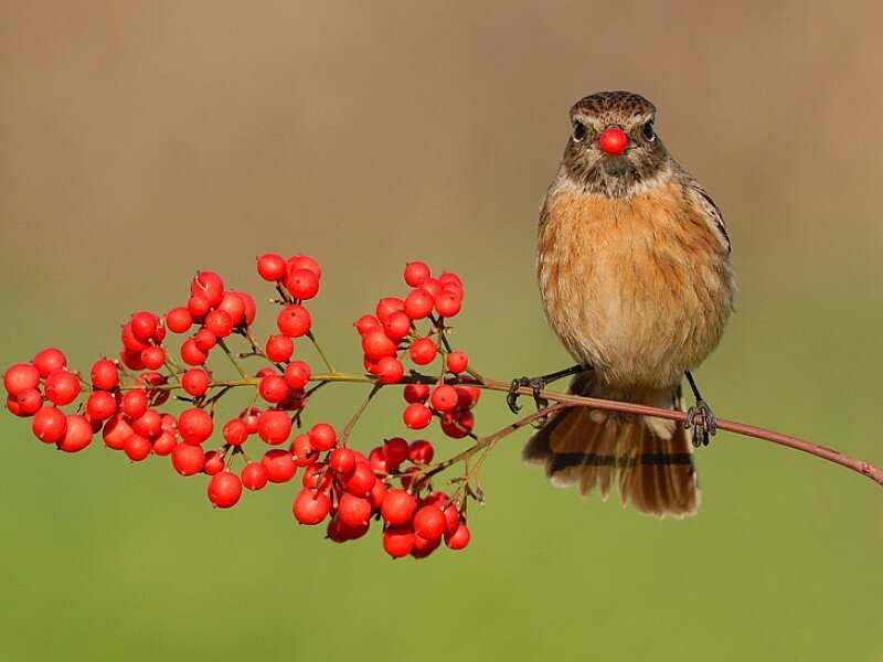 bird with red berries