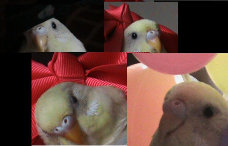 bird with red bow collage