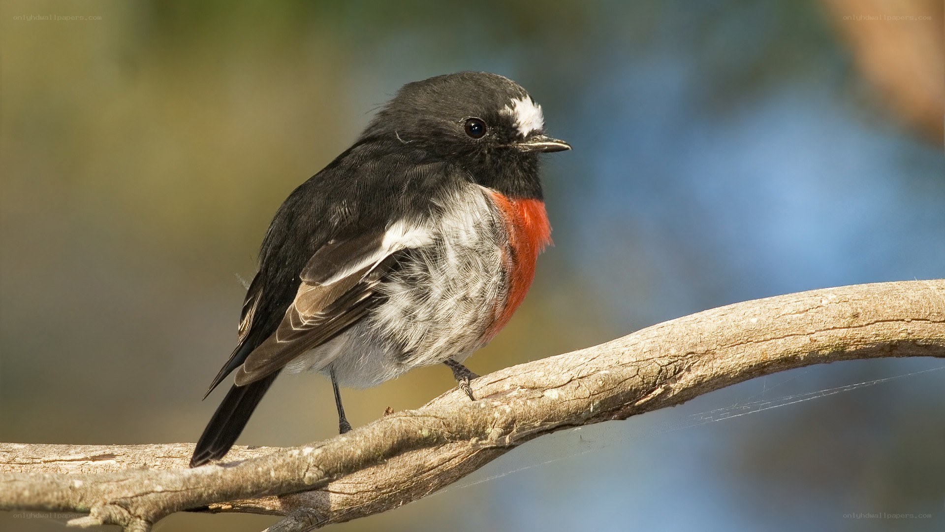 bird with red breast perched