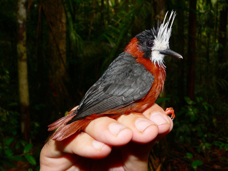 Bird with Red Chest — Natural