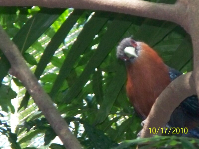 Bird with Red Chest