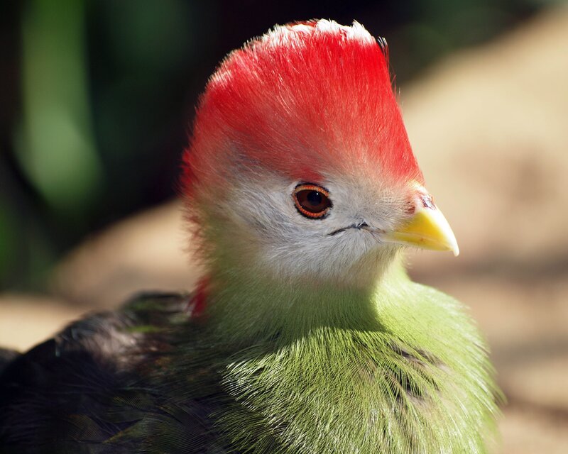 bird with red crest