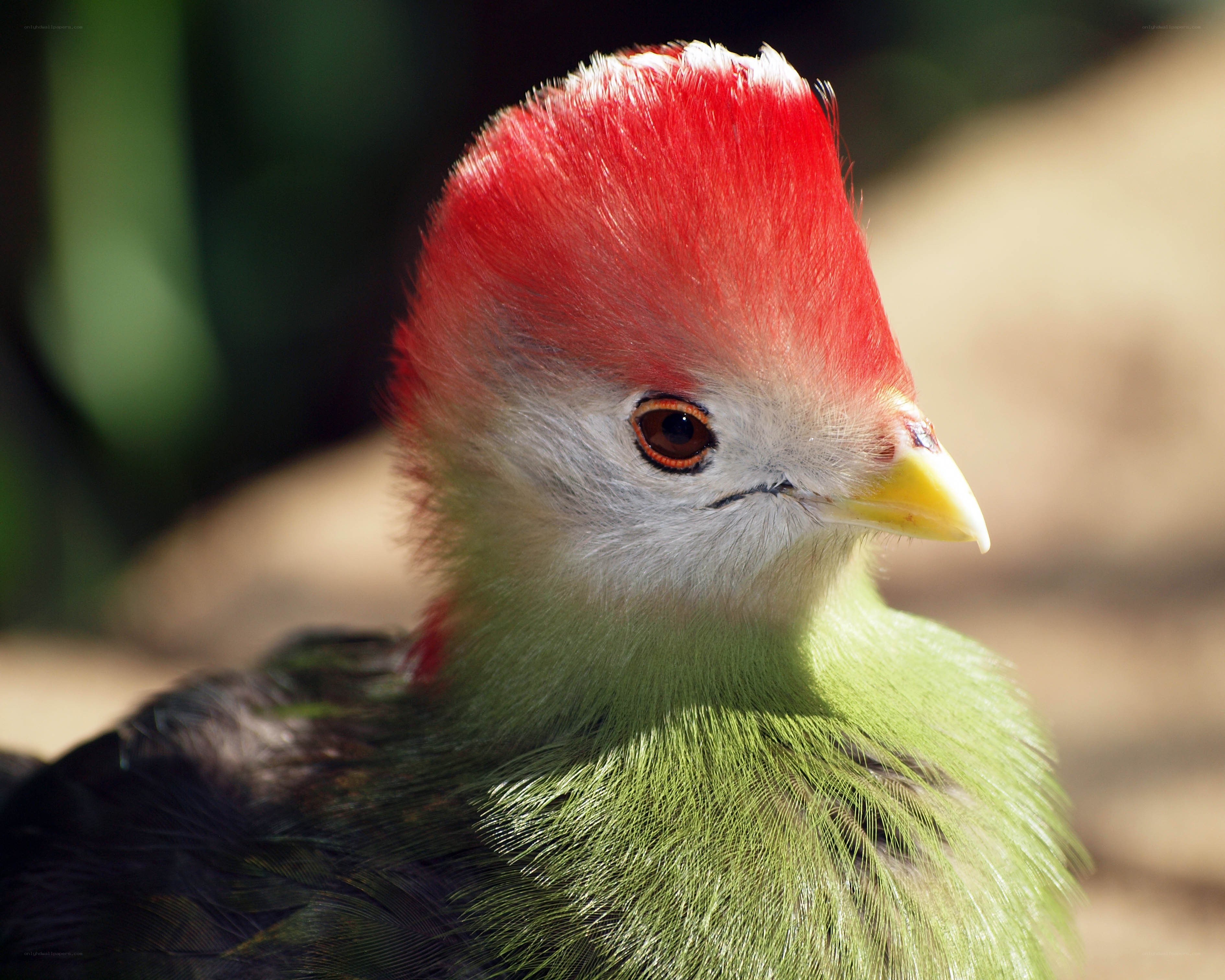 bird with red crest