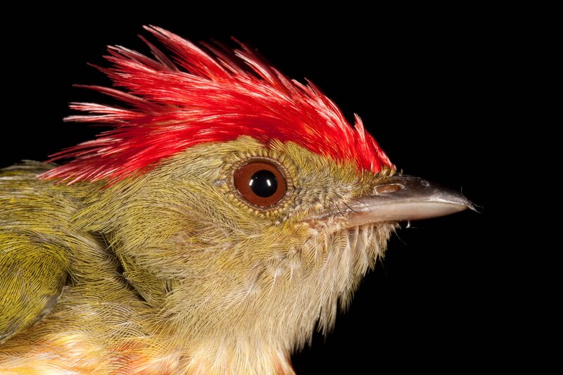 Bird with Red Crest — Dramatic