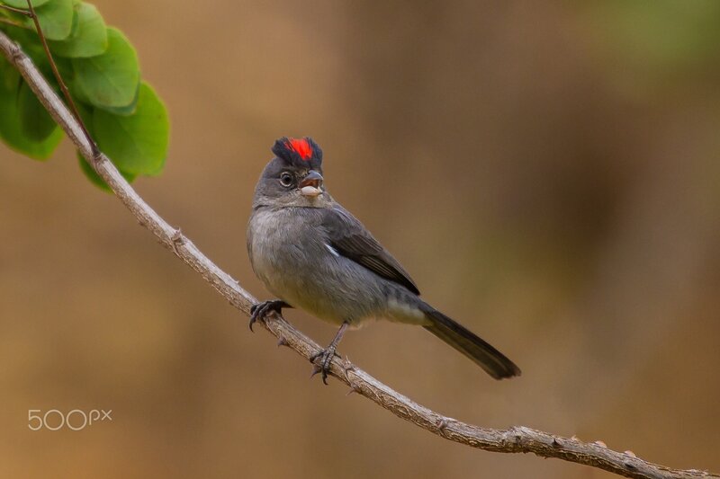 Bird with Red Crest — Gray