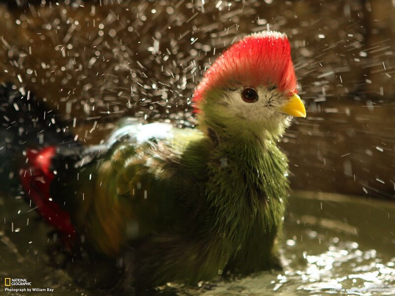 Bird with Red Crest — Green, Dramatic