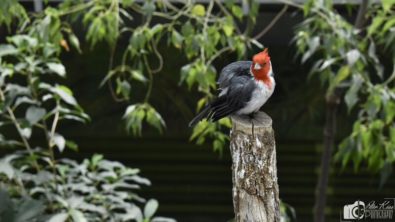Bird with Red Crest — Green