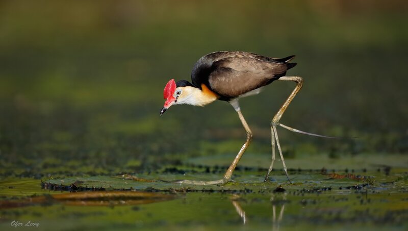 Bird with Red Head — Brown