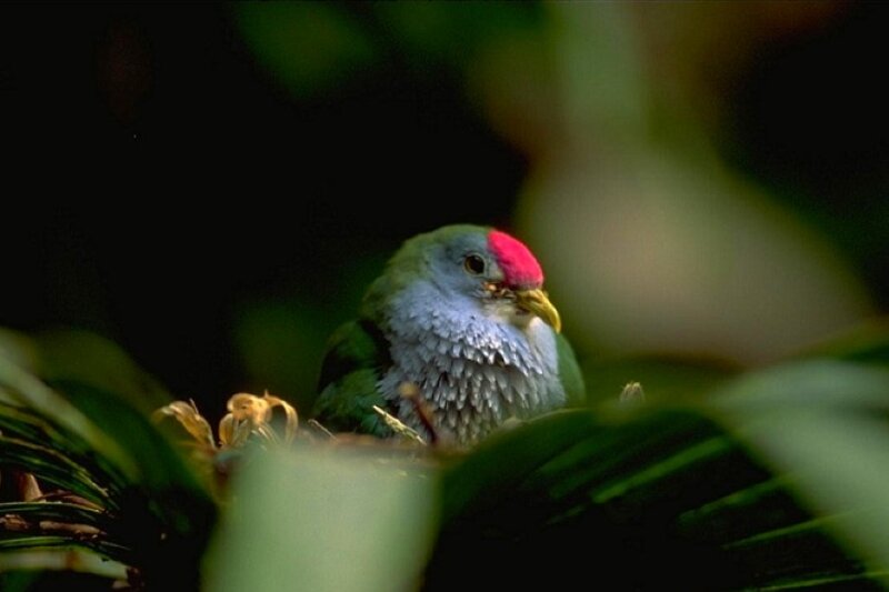 bird with red head in foliage