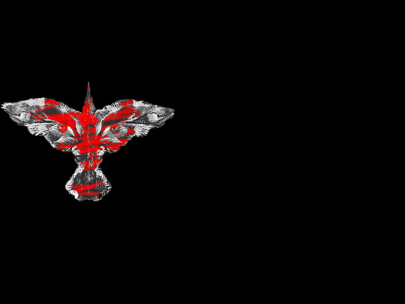 Bird with Red Markings