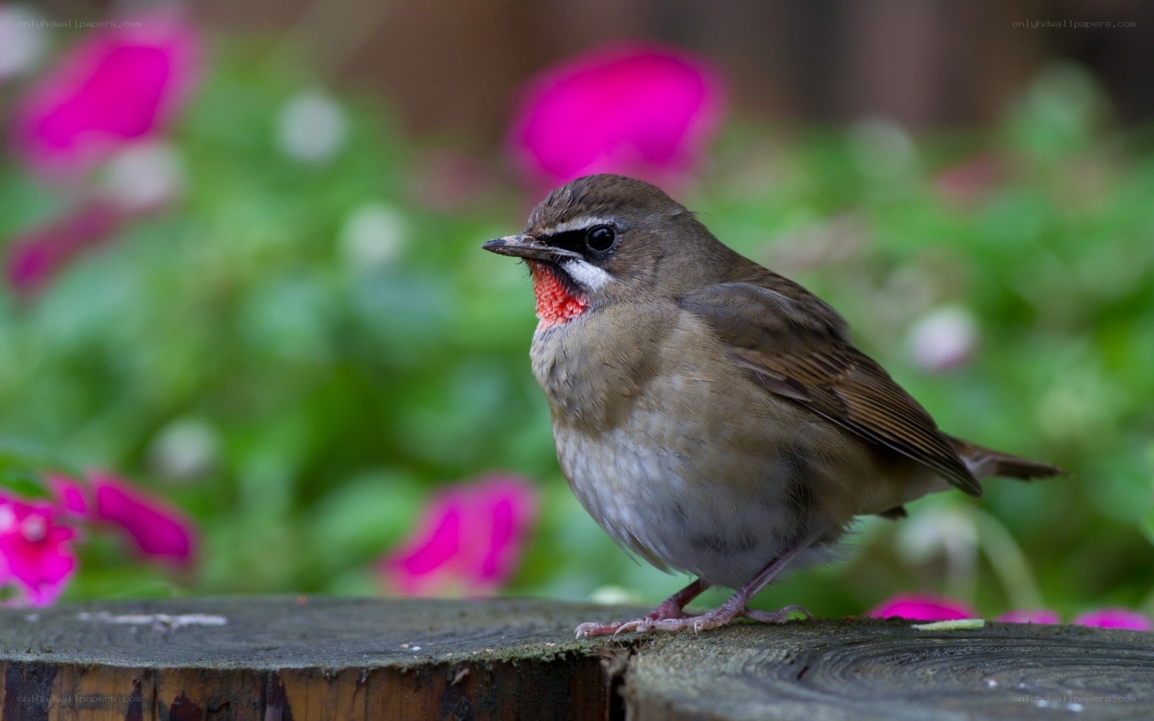 bird with red throat on log