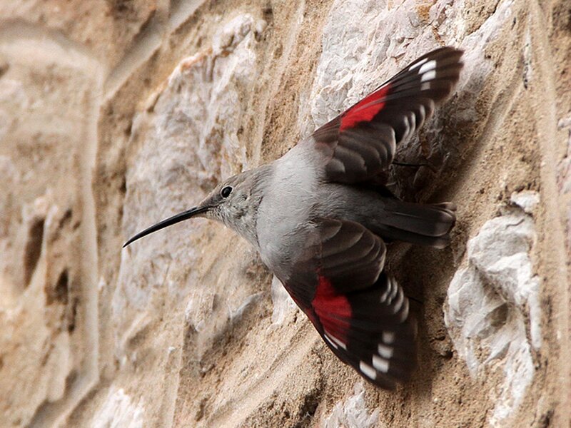 Bird with Red Wings