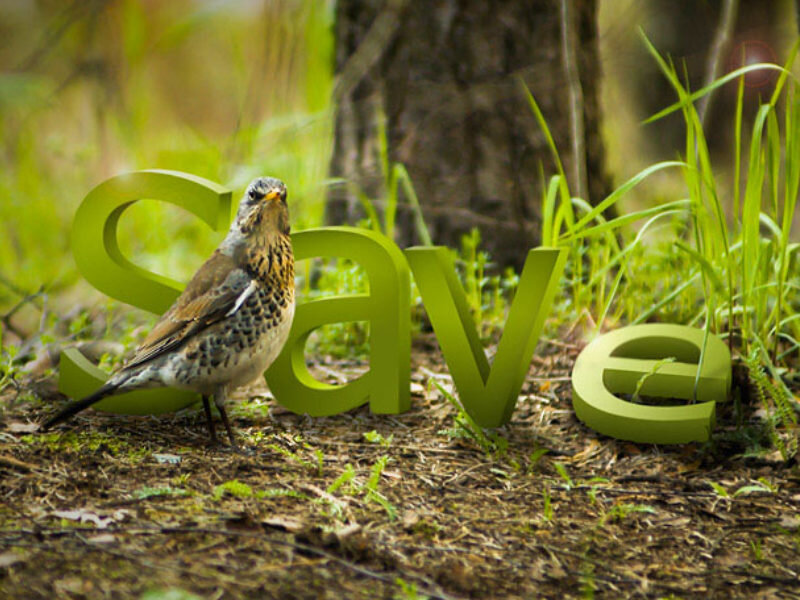 Bird with 'save' letters in forest