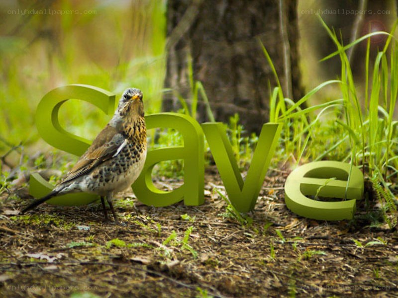 Bird with 'save' letters in forest