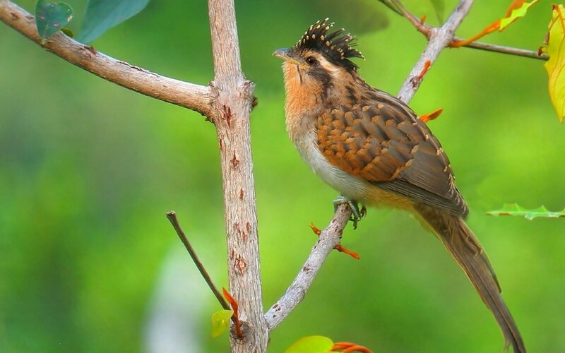 Bird with Spiky Crest — Brown