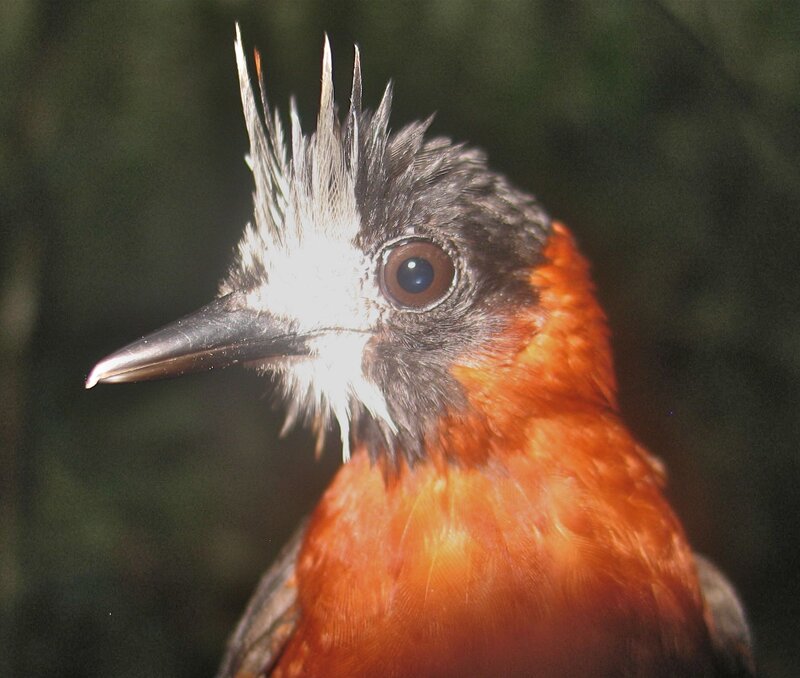 Bird with Spiky Crest — Orange