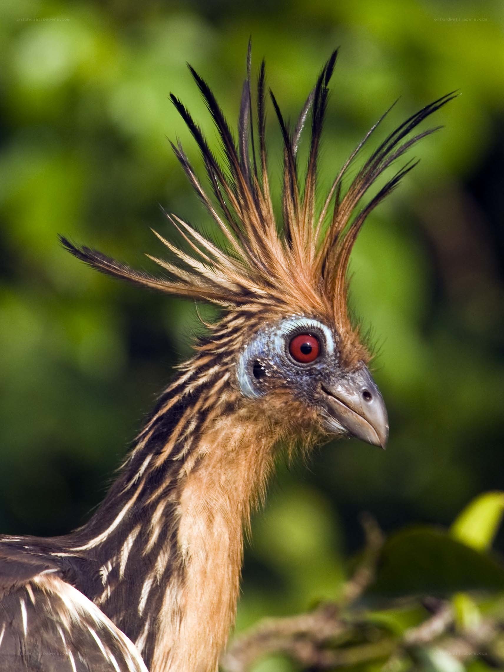 bird with spiky crest
