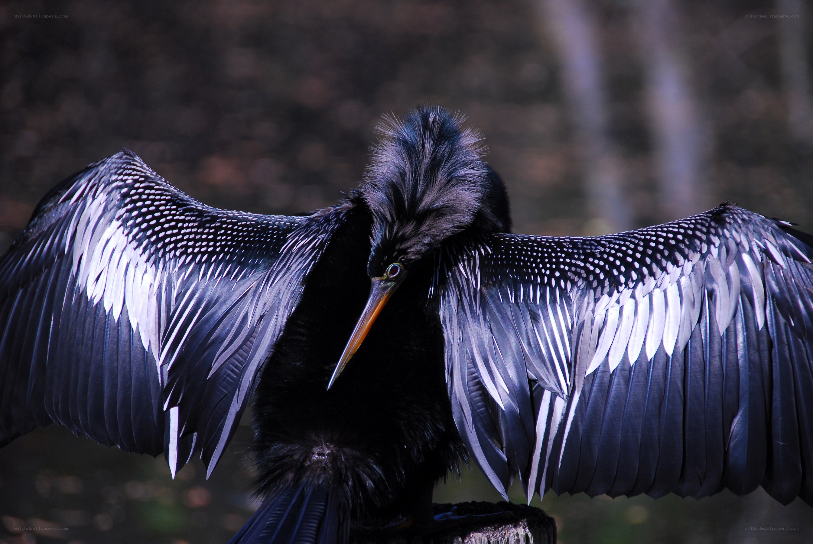 bird with spread wings