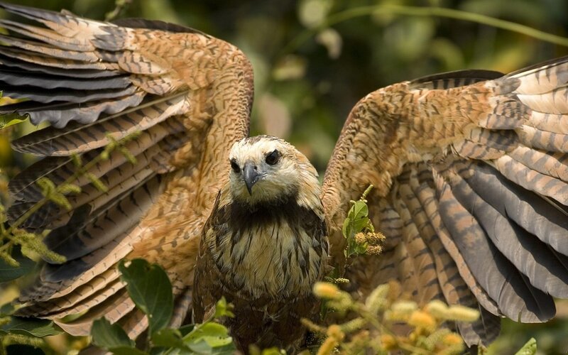 Bird with spread wings