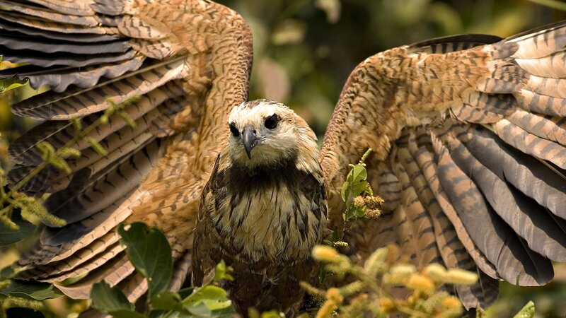 Bird with spread wings