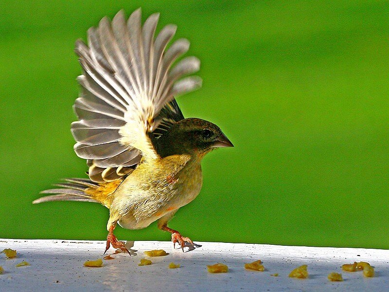 bird with spread wings