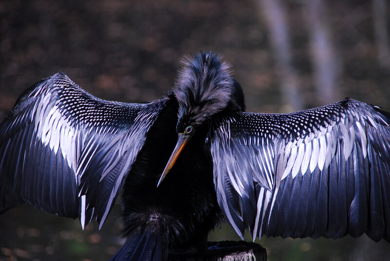 Bird with Spread Wings — Black