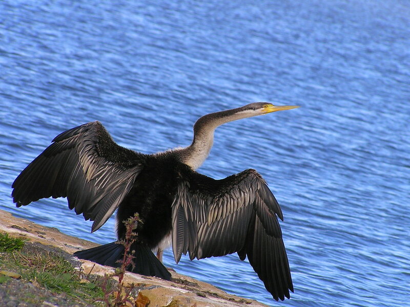 Bird with Spread Wings — Blue