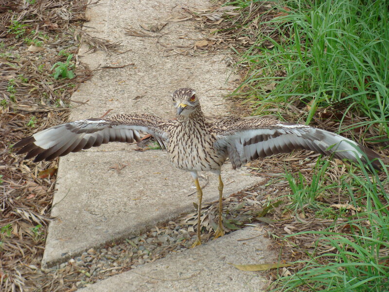 Bird with Spread Wings — Brown, Alert, Afternoon, Photograph