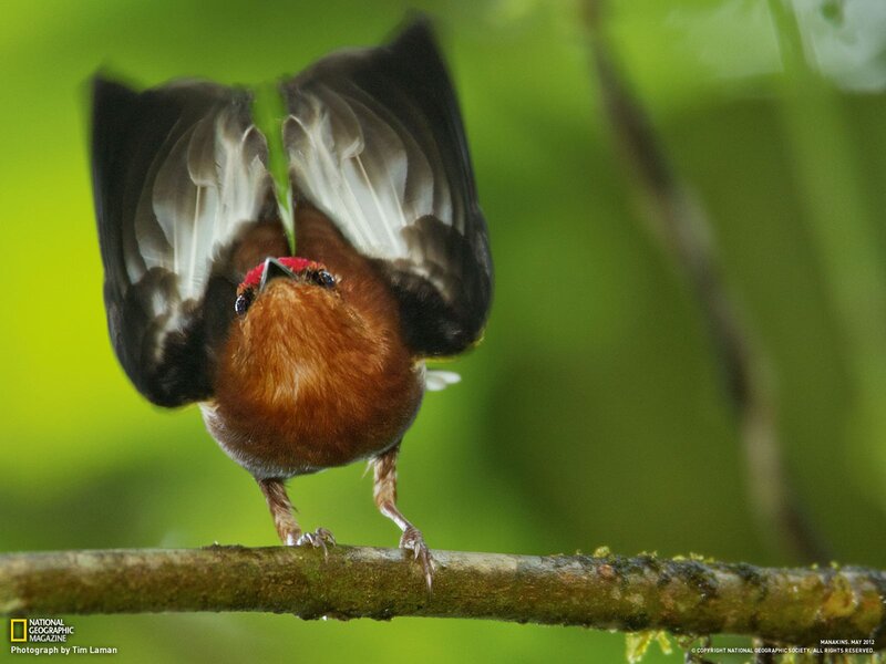 Bird with Spread Wings — Brown, Natural, Photograph