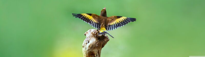 Bird with Spread Wings — Green, Calm