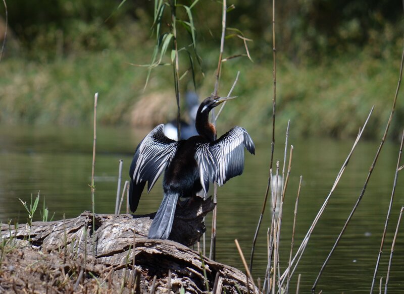 Bird with Spread Wings — Green
