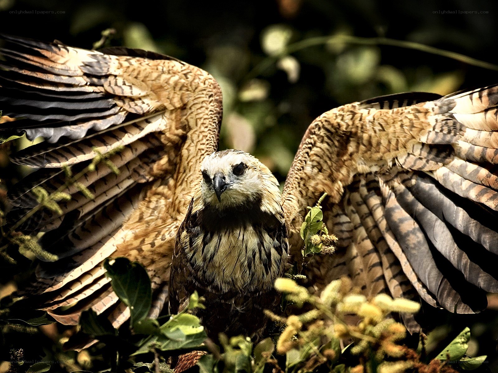 Bird with spread wings in foliage