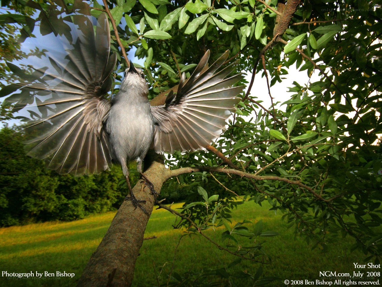 bird with spread wings on branch