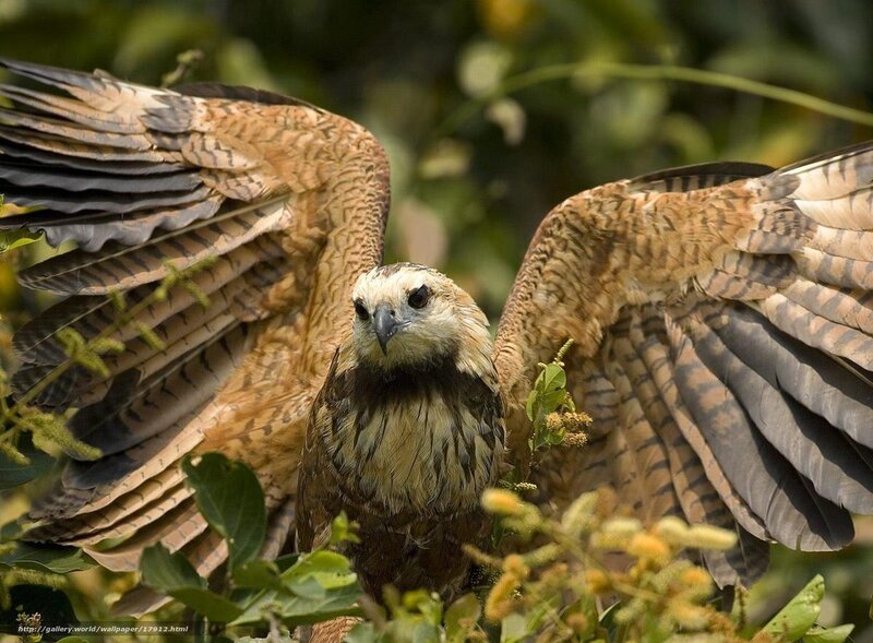 Bird with spread wings