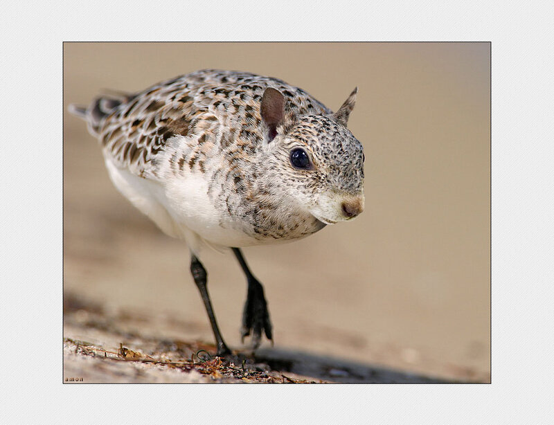 bird with squirrel face