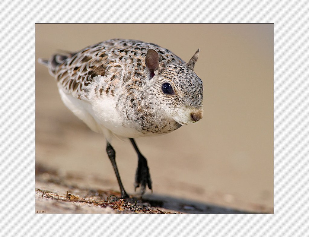 bird with squirrel face