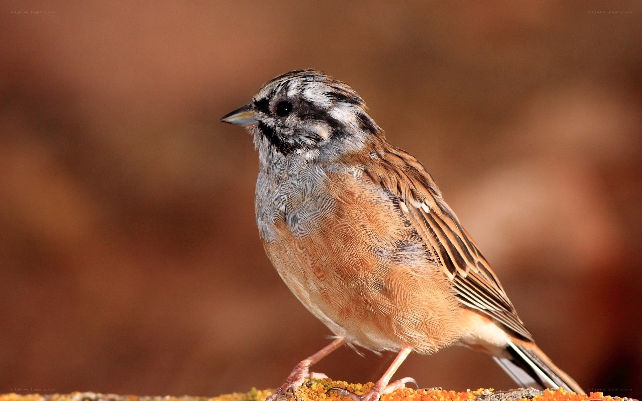 bird with striped head